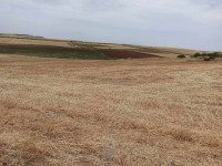 terrain-agricole-vente-sidi-bel-abbes-ain-kada-algerie