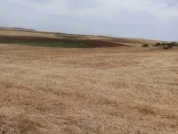 Vente Terrain Agricole Sidi Bel Abbès Ain kada