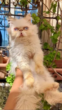 Chat persan himalayen 