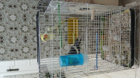 oiseau-couple-calopsitte-avec-cage-cheraga-alger-algerie