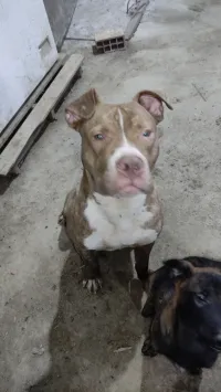 mal pitbull