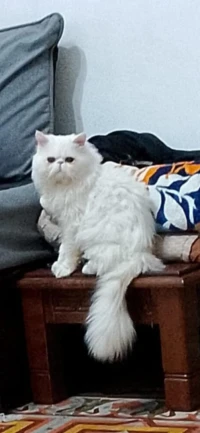 Persan