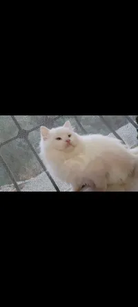 Chat male 5 mois