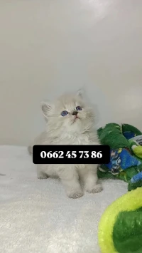 Chaton persan shirazzi mâle 45 jr