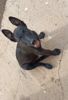 chien-malinois-mexicain-age-2-mois-et-13-jours-1-female-males-vaccine-ouacif-tizi-ouzou-algerie