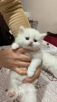 Chatons females 