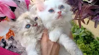 2 chatons shirazzi male age 2 mois et 20 jours 