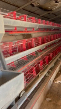 alimentaire-et-restauration-4000-batterie-poule-pondeuse-setif-algerie