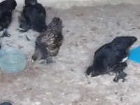 براهما
