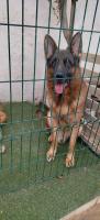 chien-berger-allemand-sidi-bel-abbes-algerie