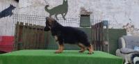 chien-berger-allemand-sidi-bel-abbes-algerie