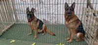 chien-berger-allemand-sidi-bel-abbes-algerie