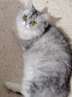 cat-chat-femelle-persan-chinchilla-alger-centre-algeria