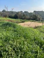 terrain-vente-alger-tessala-el-merdja-algerie