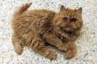 Chats Persans