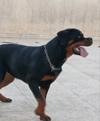 A vendre femelle rottweiler age 8.5mois