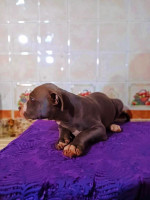 chien-a-vendre-chiot-americain-bully-xl-oran-algerie