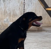 A vendre femelle rottweiler age 6mois