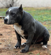 chien-a-vendre-chiot-americain-bully-xl-oran-algerie