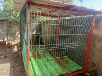 Niche animal 2.5m x 1.6m