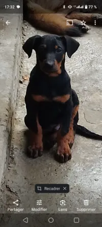 Dobermann 