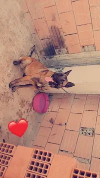 Malinois 