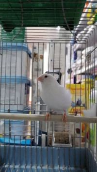 oiseau-canari-albino-hadjout-tipaza-algerie