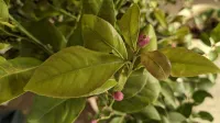 Citronniers et mandariniers 