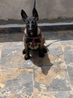 chien-un-malinois-el-mouradia-alger-algerie