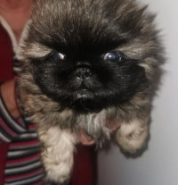 produits-de-soin-animal-caniche-pekinois-chien-ain-taya-alger-algerie