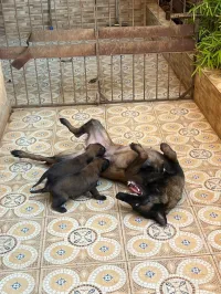 Chiots Malinois 