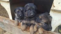 chien-chiaux-berger-allemand-pure-race-kouba-alger-algerie