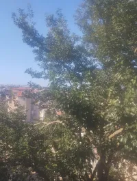 Vente Terrain Boumerdès Ouled moussa