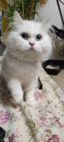 chat-ragdoll-hymalayen-bab-ezzouar-alger-algerie