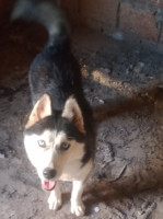 chien-deux-chiens-husky-zeralda-alger-algerie