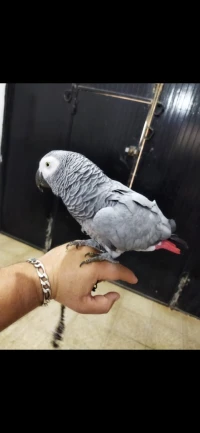 ببغاء افريقي ڨابوني شباب مدرسي يهدر +كاجة