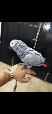 ببغاء افريقي ڨابوني +كاجة