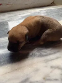 malinois Andou 20 jour mli nzed ymhe myta ou les photos t3 bebh nbi3 wla nbrez 