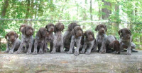 chien-chiots-braque-allemands-tizi-ouzou-algerie