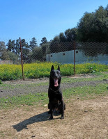 chien-malinois-bleu-bordj-el-kiffan-alger-algerie