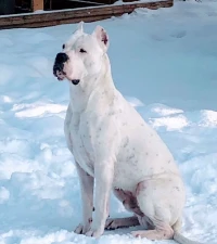 Dog argentin