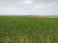 terrain-agricole-vente-tiaret-naima-algerie