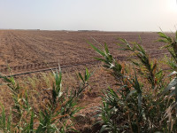 terrain-agricole-vente-djelfa-benhar-algerie