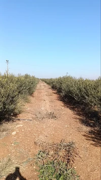 Vente Terrain Agricole Djelfa Benhar