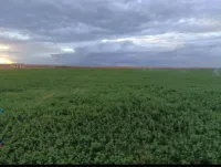 Vente Terrain Agricole Djelfa Benhar