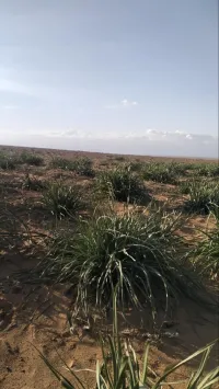 Vente Terrain Agricole Djelfa Ain oussara