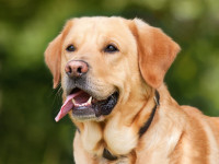 chien-on-cherche-une-famille-pour-notre-labrador-retriever-cheraga-alger-algerie