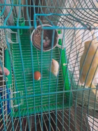 Couple canari avec niché كوبل كناري مع نيشي 