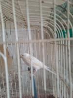 oiseau-canari-blanc-dominant-كناري-بلو-دومينو-ain-naadja-alger-algerie