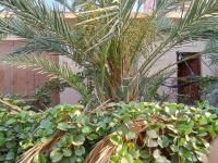 appartement-vente-f03-ouargla-rouissat-algerie